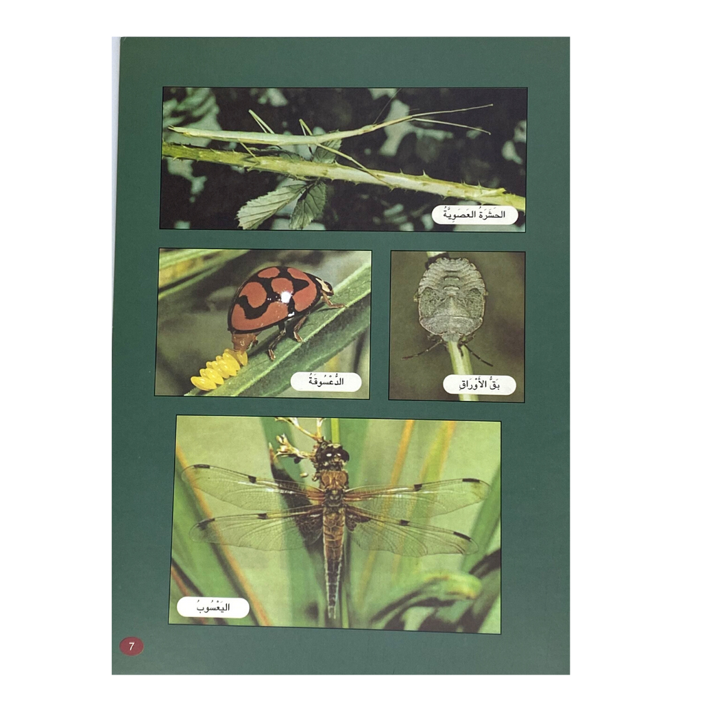 The Anatomy of Bugs - الحشرات وأجزاء أجسامه